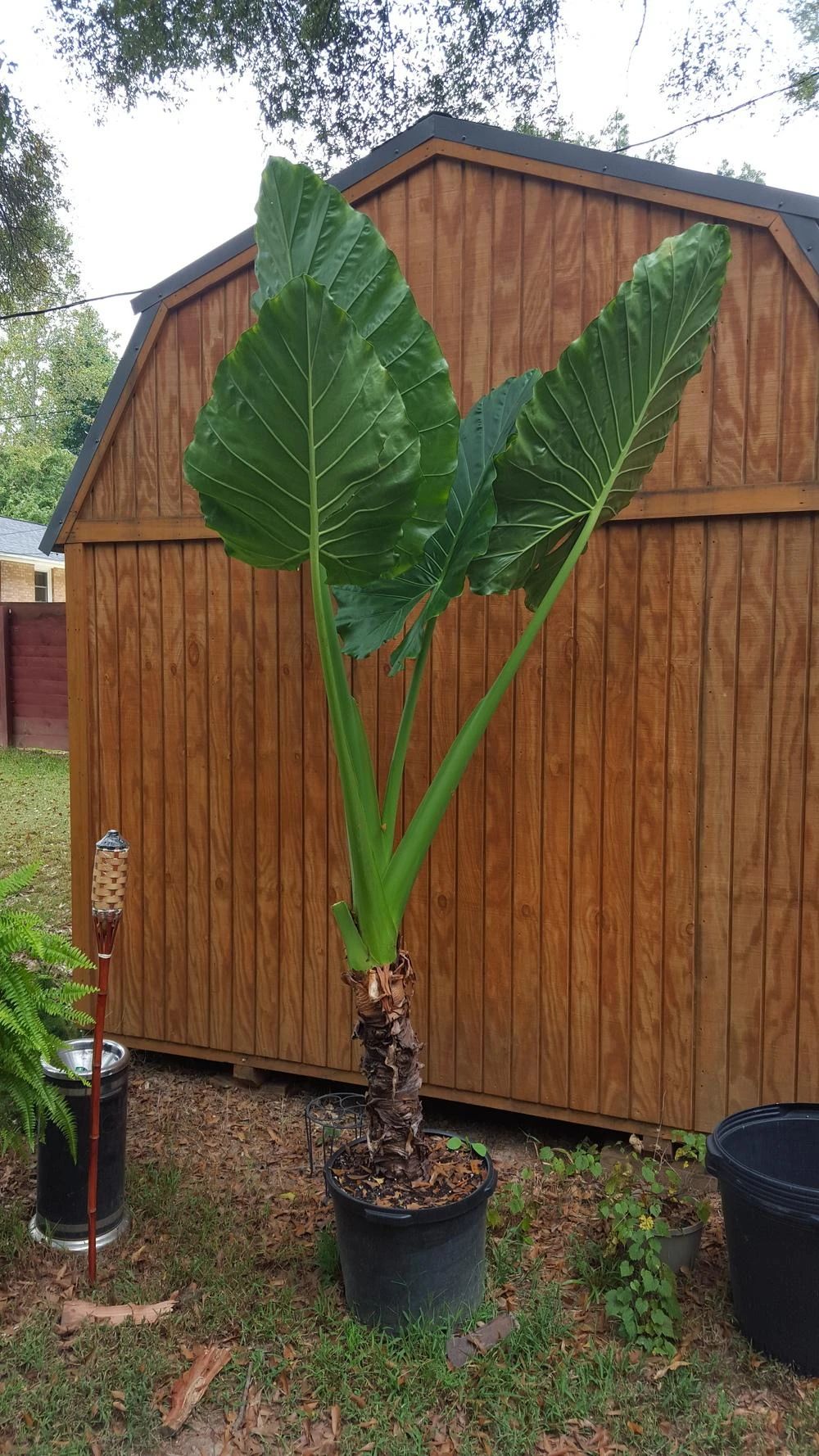 滴水观音和海芋区别,海芋和滴水观音有什么区别