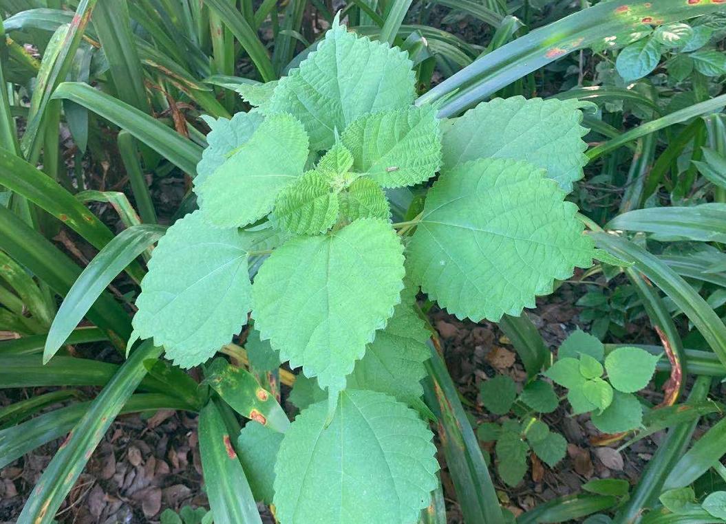 揭秘|这家中医院的“后花园”竟长着30多种野生中草药！