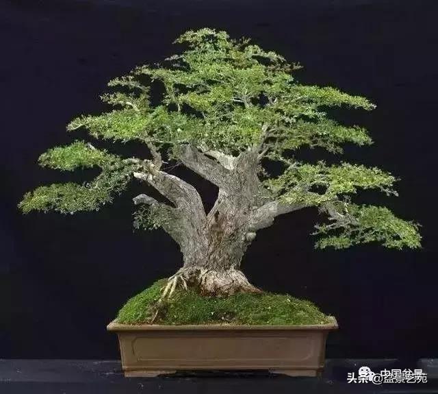 天生好养的36种盆景植物,好养的大盆景植物推荐