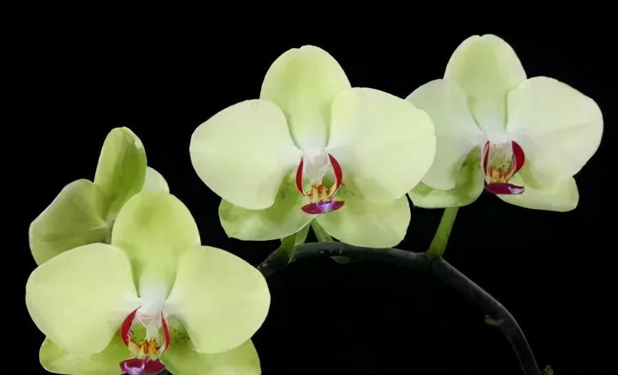 看芦头辨兰花种类,野生兰花种类图片