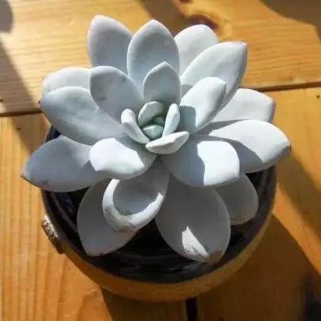 推荐轻松玩转100种常见多肉植物,700种多肉植物图鉴pdf百度云