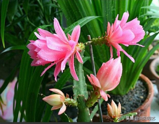 养花土壤板结阿司匹林用量,阿司匹林维生素c泡腾片养花