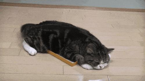 猫咪也会生气的视频,猫咪生气发怒哈气是怎么发出的