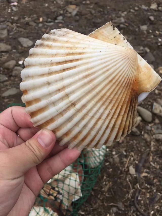 奇妙假期解说,奇妙假期一日游