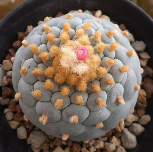 世界十大罕见花卉,世界名贵花卉高清大图