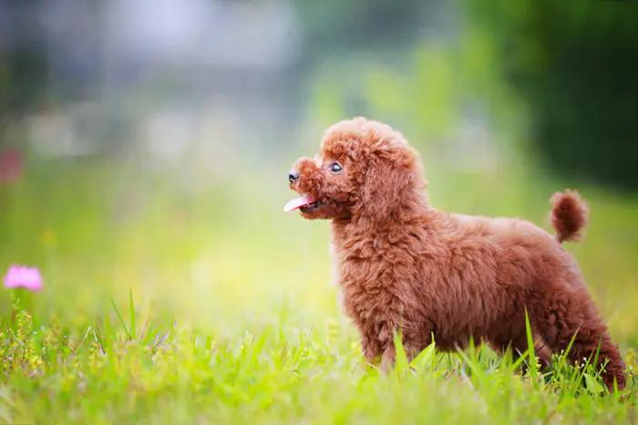 灰泰迪和白泰迪能配出什么颜色,红泰迪和灰泰迪生出来是什么颜色