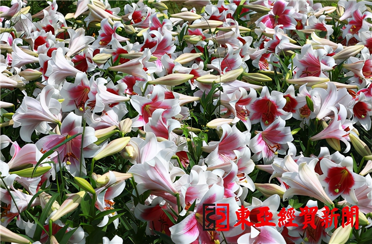 长春公园芍药花陆续绽放,长春公园百合图片大全