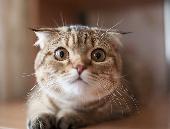 猫咪上卫生间怎么弄,猫咪上厕所弄得满地都是猫砂