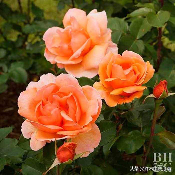 月季扦插发芽又枯萎是什么原因,月季扦插成活后移植的正确方法