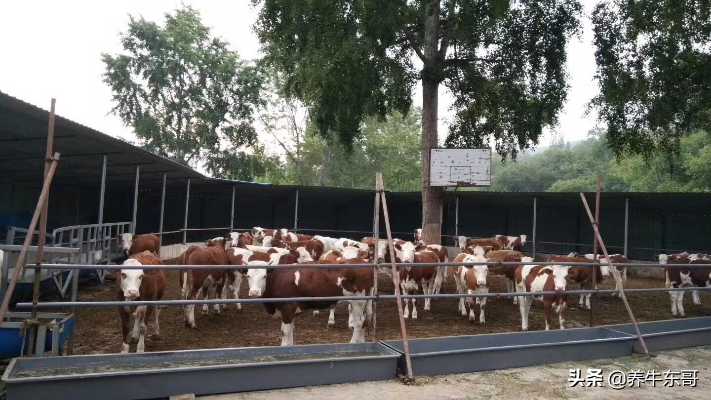 养牛场的管理,大型养牛场日常管理工作细节