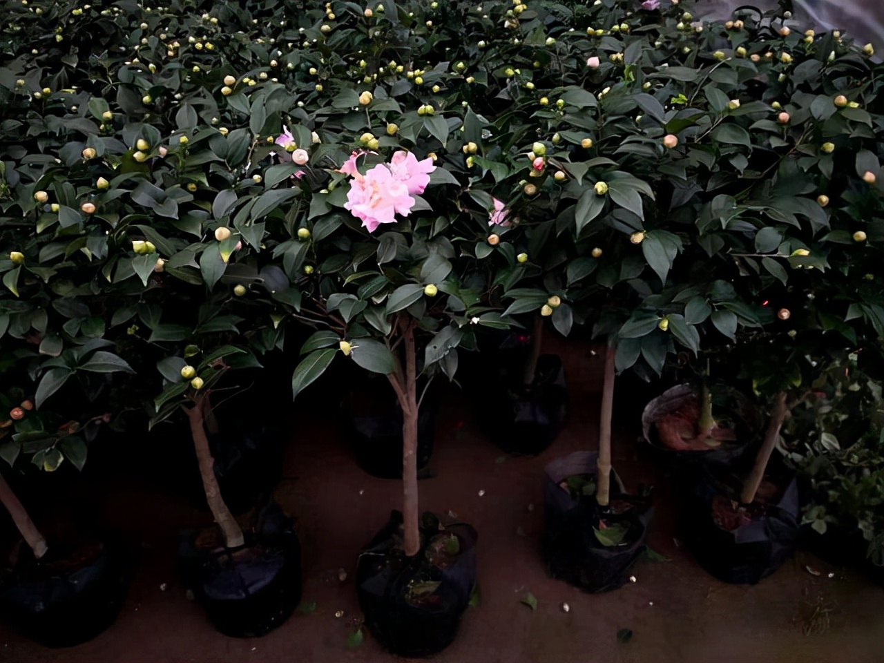 五种最好养的木本盆栽,懒人也可以养的盆栽好看又耐活