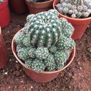 101个仙人球品种,101种仙人球开花图片