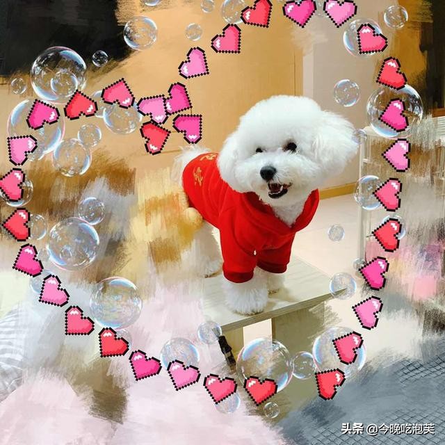 小比熊来新家大狗狗就开始有泪痕,比熊狗狗泪痕怎么去除最快最有效