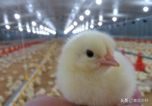 养鸡预防小鸡疾病有哪些药呢,如何防止小鸡生病的方法