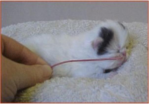 幼猫胃管使用方法,庄园猫宫