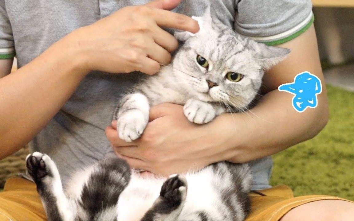 猫咪耳朵痒里面是湿的,猫咪耳朵痒伴有呕吐