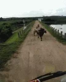 搞笑gif趣图这只狗狗是不是开挂了,搞笑gif趣图乌龟泼猴你别推我