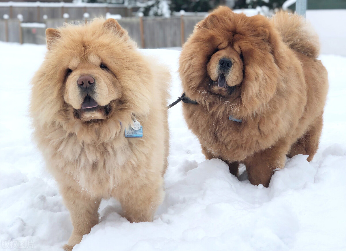 生活中松狮犬的养护须知是什么,松狮犬该怎么养这篇文章为你解读