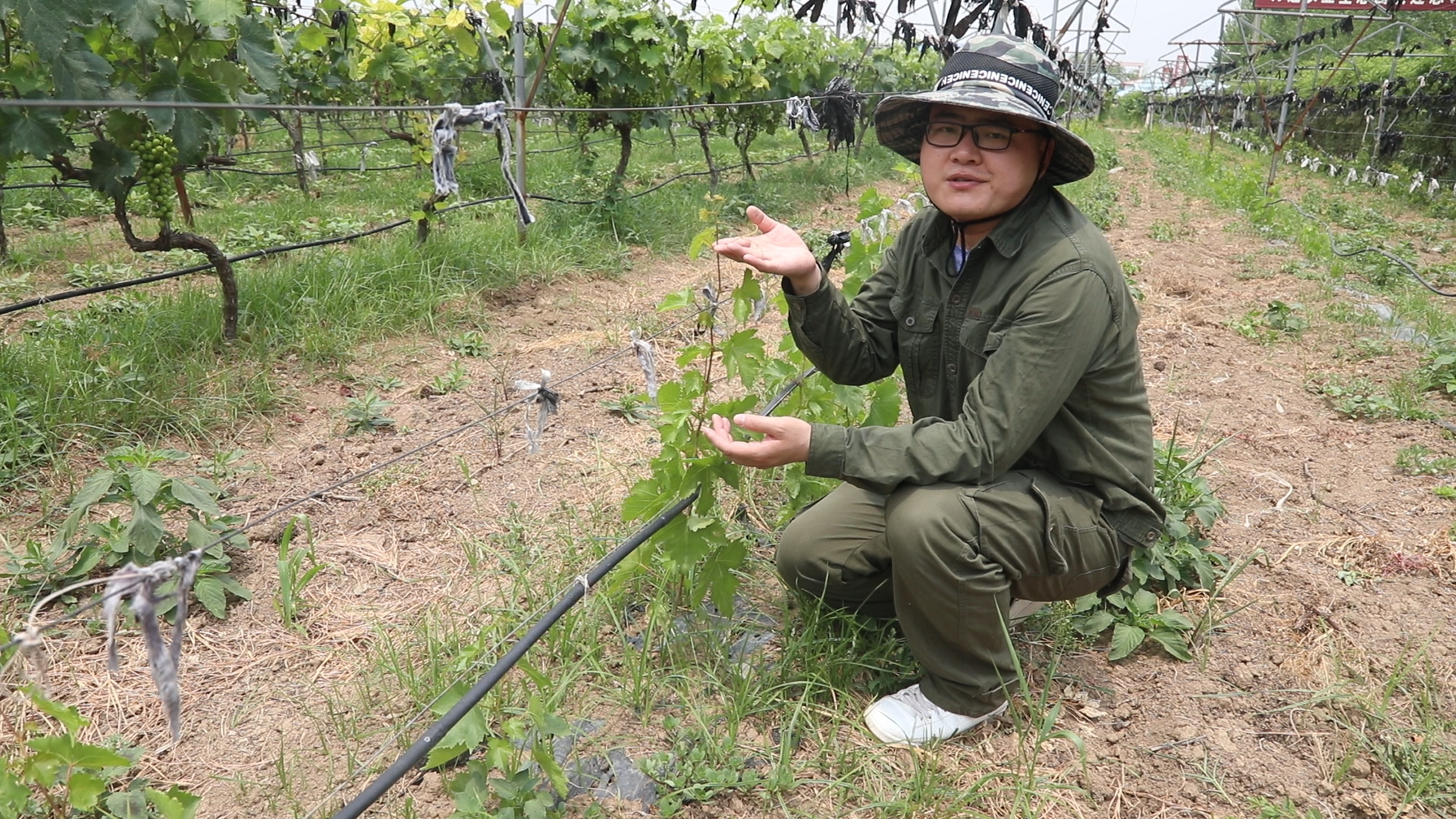 葡萄螨蝽象用什么药,葡萄蓟马绿盲蝽用啥药打