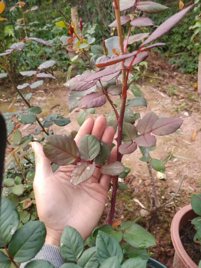 怎么种玫瑰花一年四季都有开花,玫瑰花怎么种可以一年四季都有