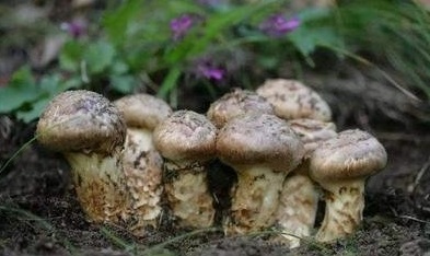 你知道什么是椴木木耳吗,你知道什么是白茶