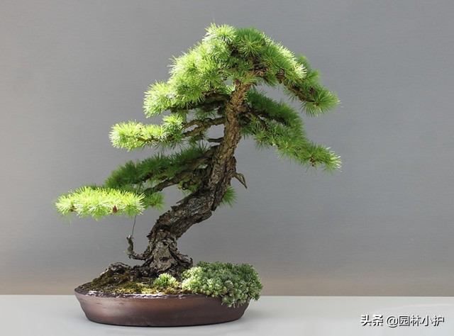 树桩盆景的八大流派,简述盆景八大流派常用的植物