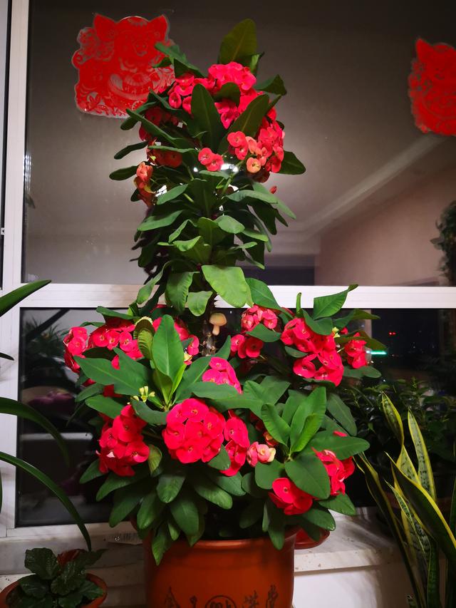 开花机器金铃花,开花机器蔷薇品种