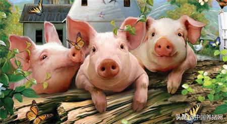 非瘟期间猪场怎么处理,猪场流行性腹泻怎样处理