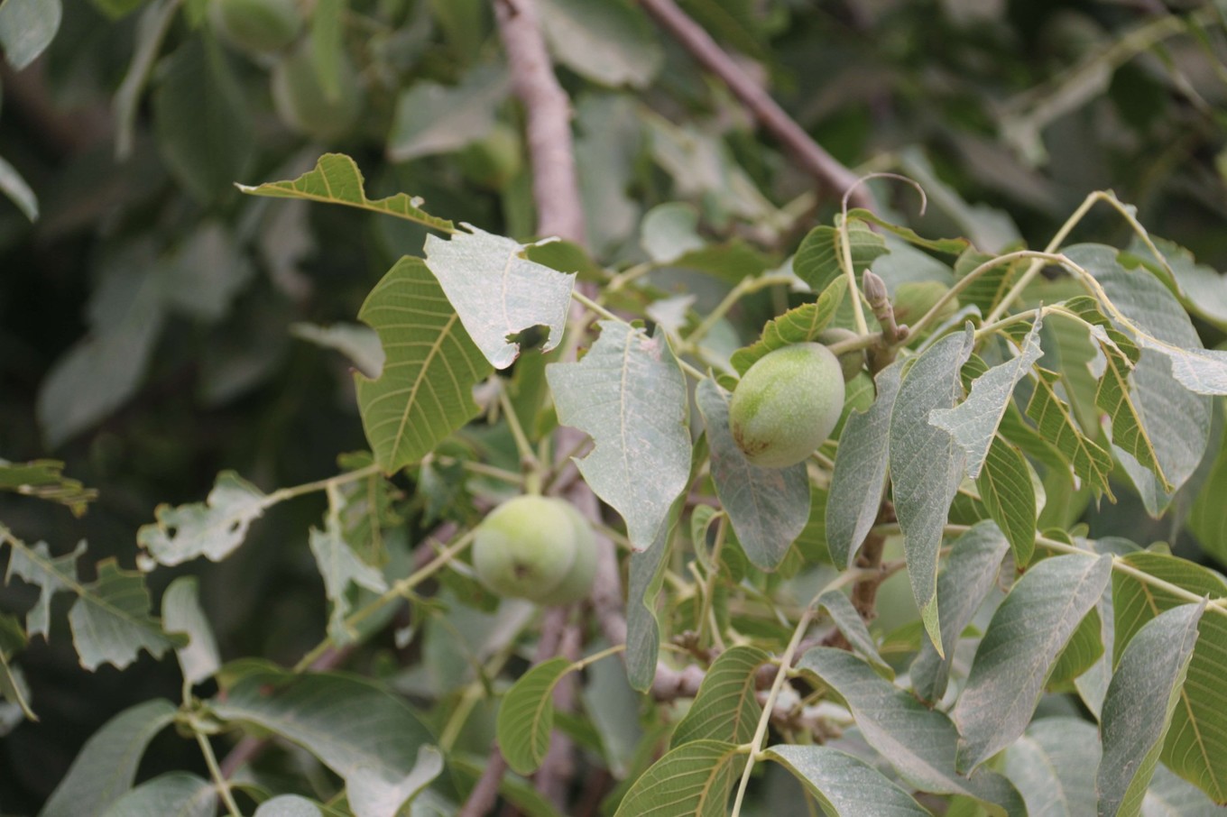新疆民丰县尼雅遗址精绝古国,精绝古国民丰