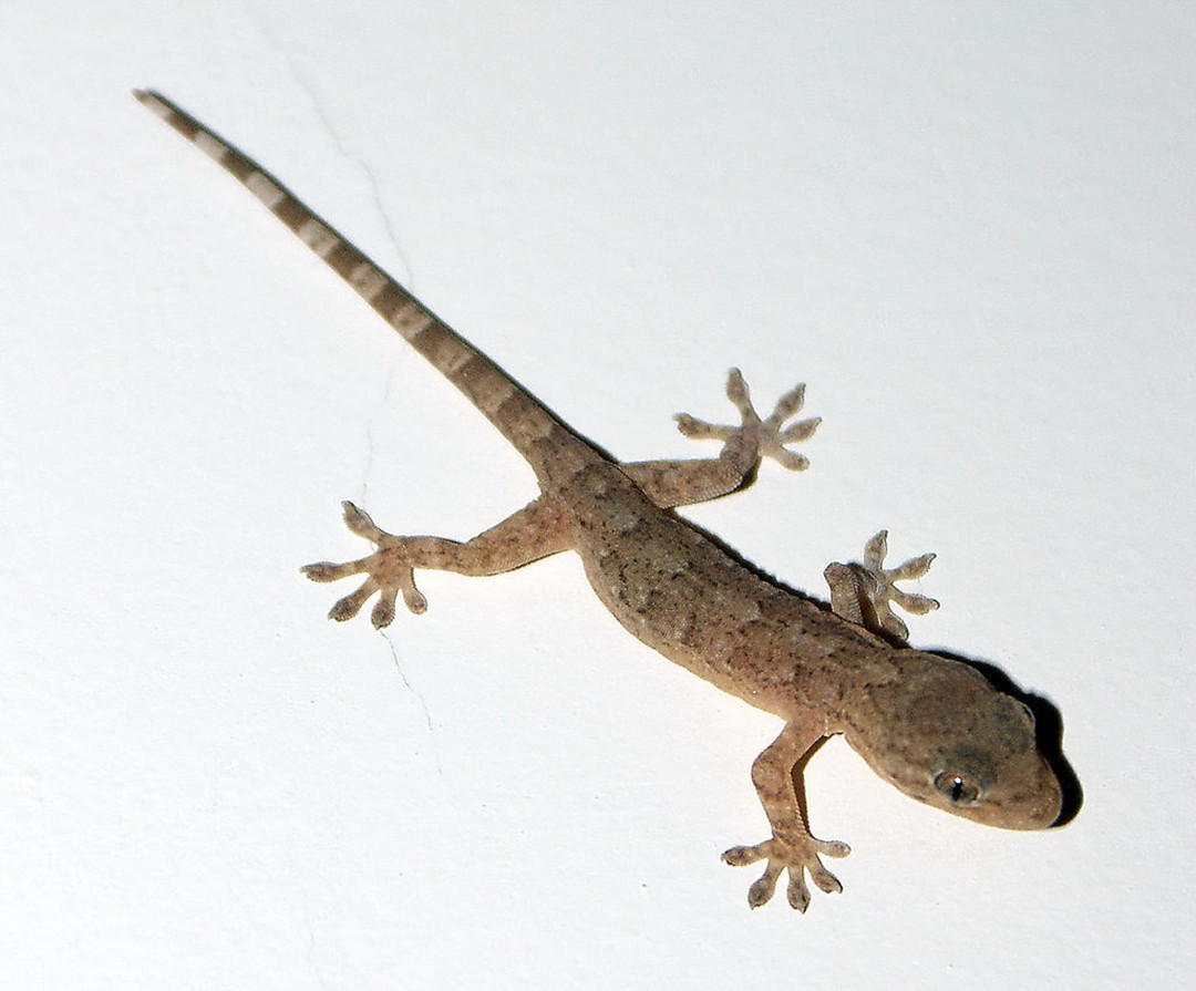 人畜无害的壁虎为什么无毒,壁虎为什么成为五毒之首