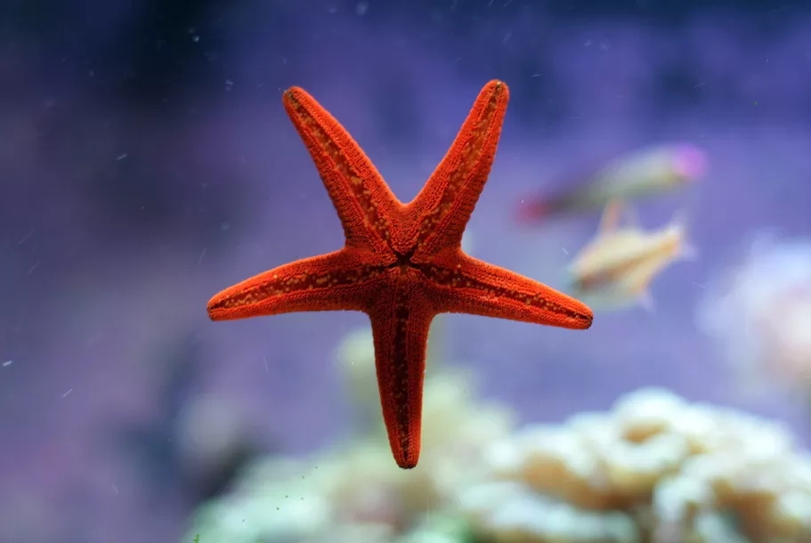 翻砂海星断脚什么原因,翻砂海星烂脚怎么办