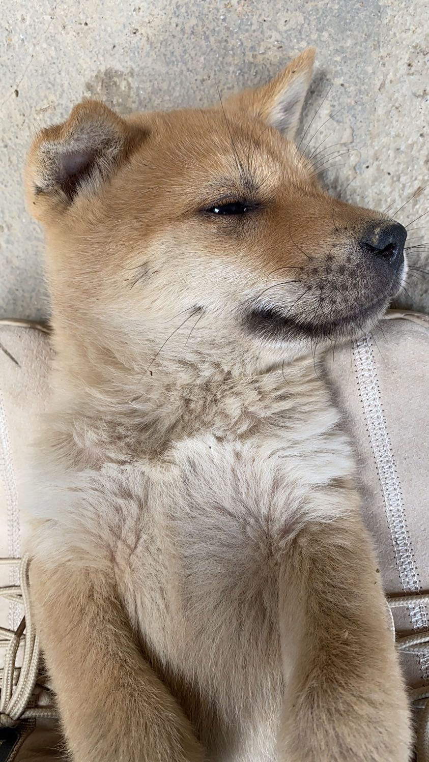 如果禁止吃狗肉狗会泛滥吗,禁止食狗肉合理吗