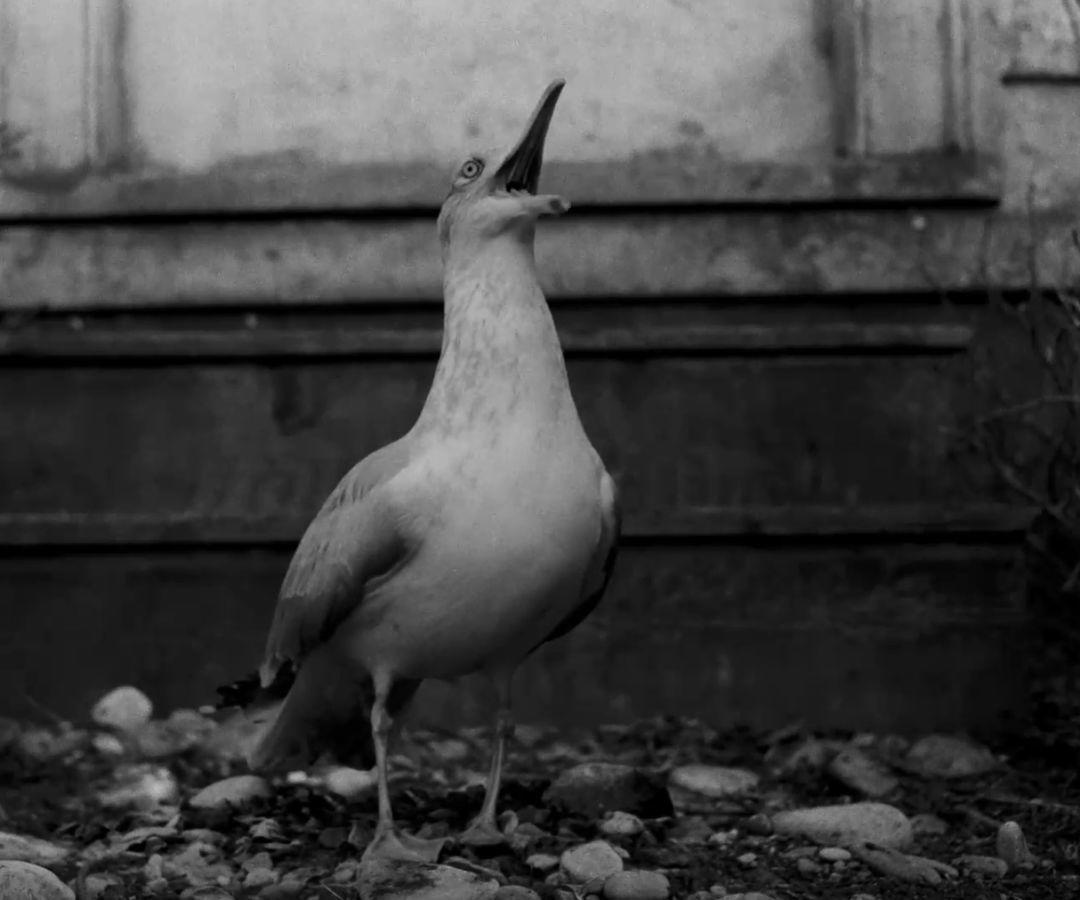 老拍床戏的暮光男，这次连美人鱼都不放过