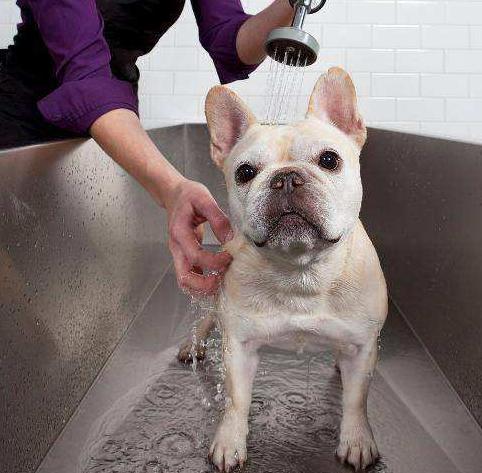 法国斗牛犬能成为“网红狗”，除价格贵之外，这些优点也是很亮眼