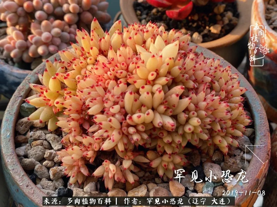 颗粒土除了种多肉还可以种什么,想养动物该怎么养