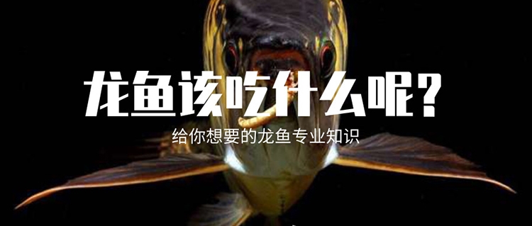 养了十年的龙鱼拒食怎么回事,养了半年龙鱼受到惊吓怎么解决