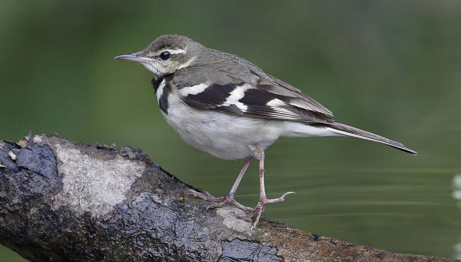 东江揽胜,惠州淡水常见鸟类图谱