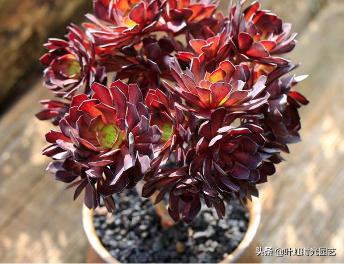多肉老桩大科普,贱卖老桩可以买?性价比大揭秘!