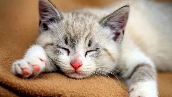 猫的传染病都有哪几种病症,猫咪为什么会传染严重的猫疾病