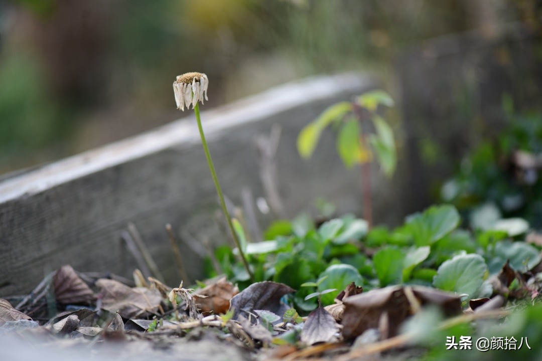 零下9度来袭，花园里的绿色是那么动人|园丁