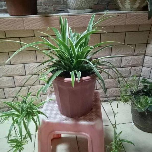 吊兰,是喜阴还是向阳,很多人弄错了,难怪总爱黄叶