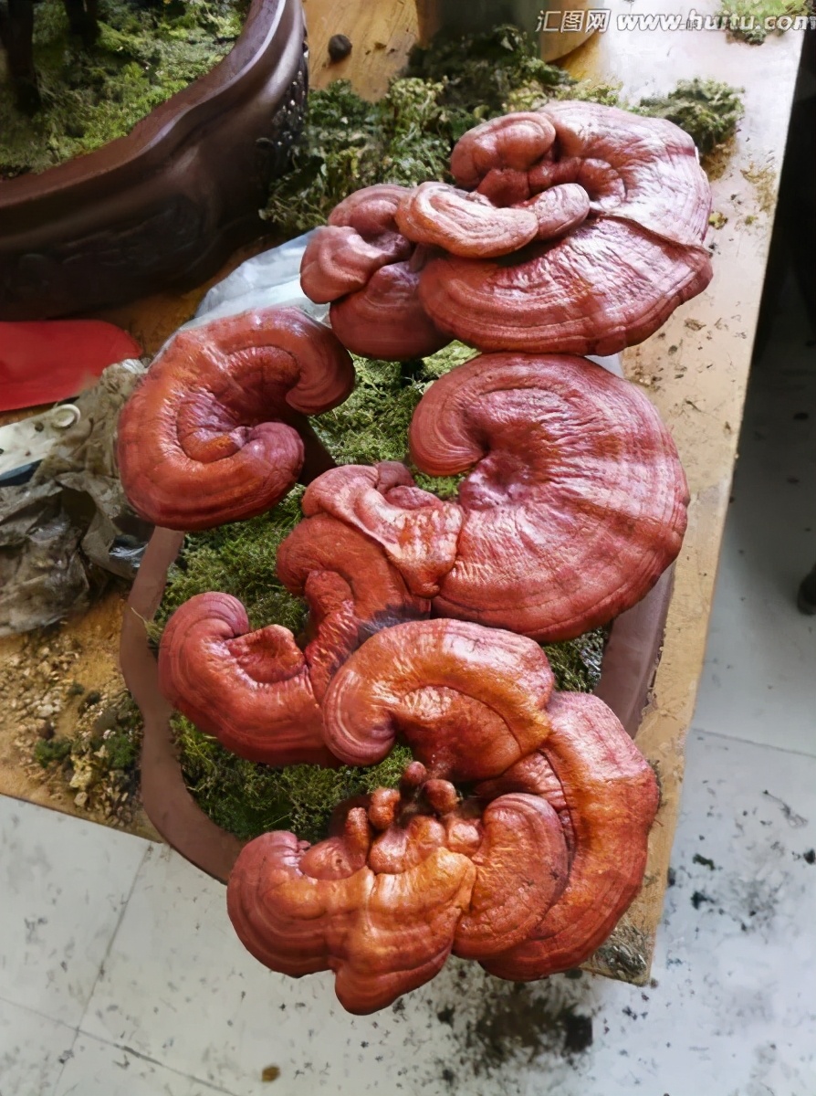 野生灵芝与人工栽培的灵芝差别,野生灵芝和人工种植的灵芝的区别