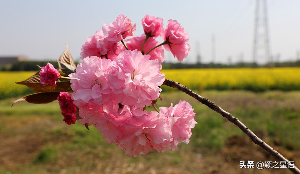 十里樱花十里尘,十五个赏樱地,赴一场樱花之恋