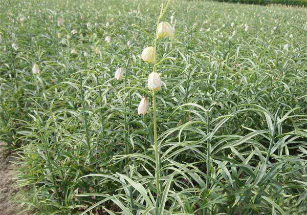 土贝母怎么育种,土贝母怎么养