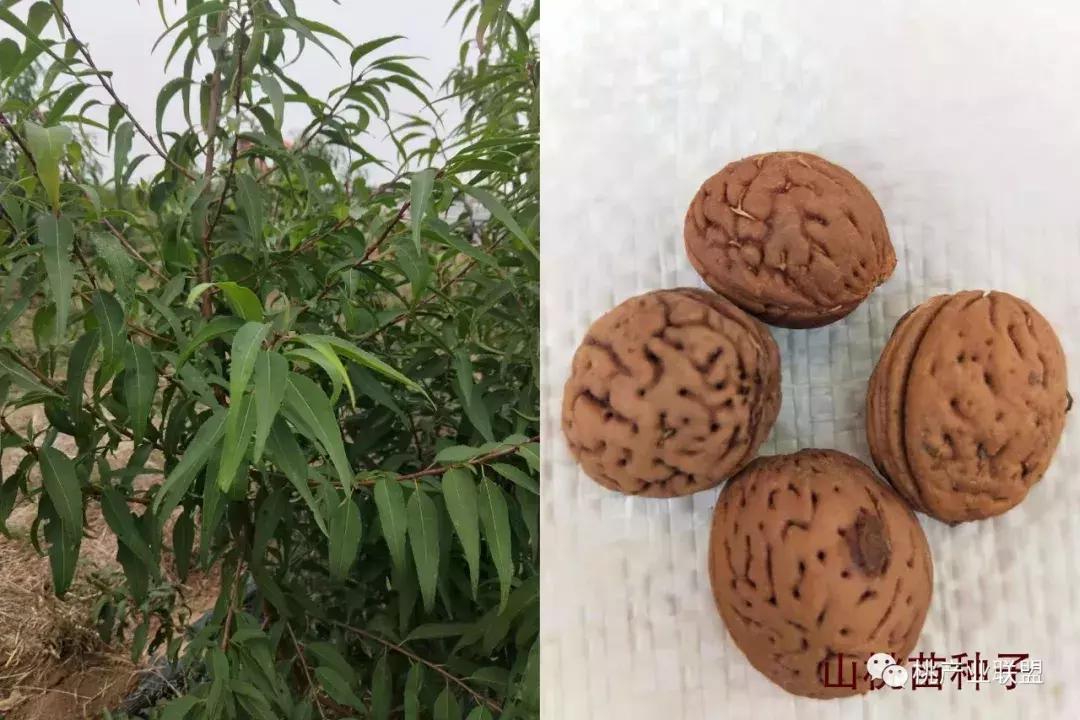 最抗病的桃砧木,山桃砧木和毛桃砧木有什么区别