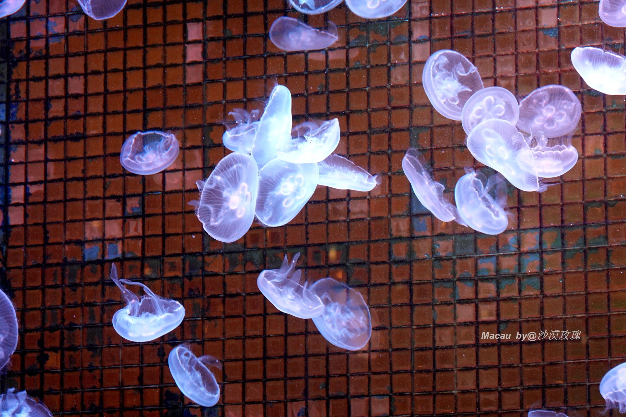 澳门葡京酒店豪华客房一晚多少钱,澳门的美高梅酒店住一晚要多少钱