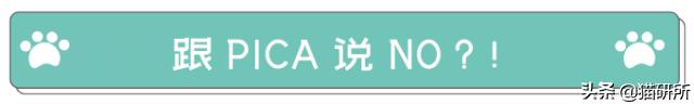 为什么猫咪沉迷吃手指,猫咪为啥沉迷红点