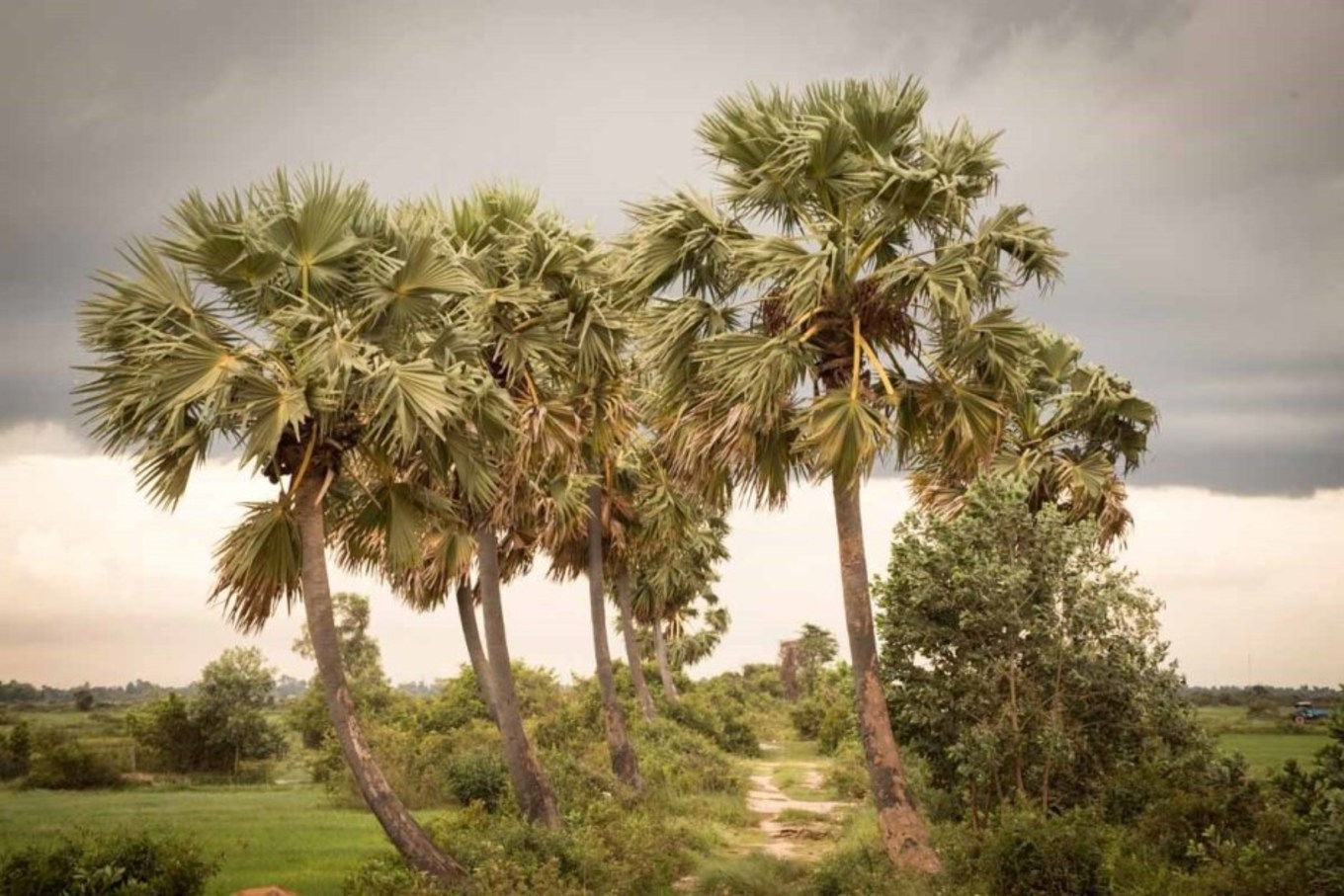 柬埔寨购物必买化妆品清单,柬埔寨暹粒购物