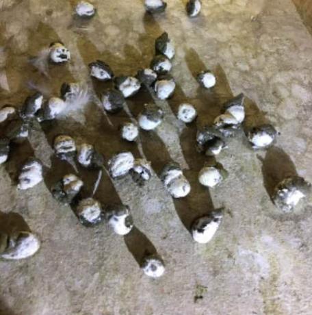 鸽子很瘦不吃食拉绿水便怎么办？新引进的种鸽更要在意细节