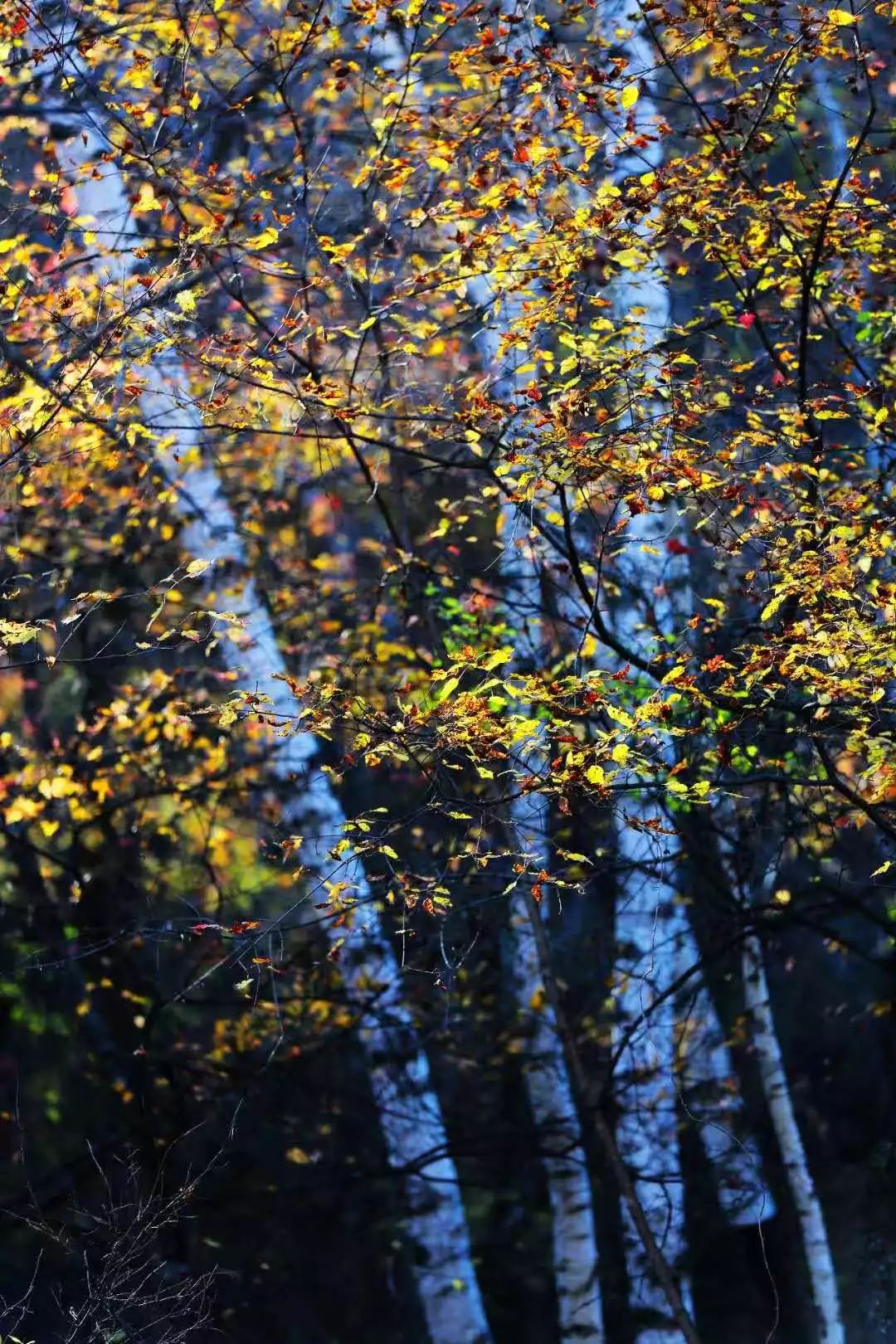 延安黄陵：醉美金秋仙遇黄陵
